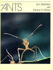 ant