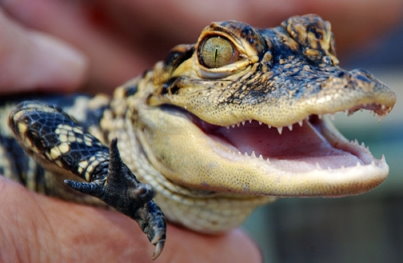 alligator