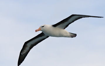 albatross