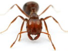fire ant