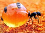 honey ant